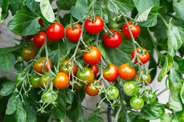 Red ripe cherry tomatoes grown in greenhouse. Ripe tomatoes are on the green foliage background, hanging on the vine of a tomato tree in the garden. Tomato cluster. Home gardening. Organic farming