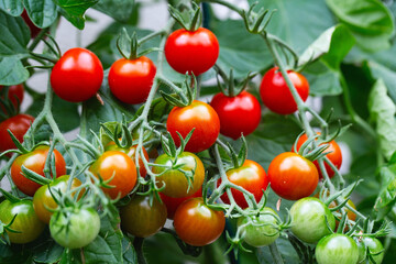 Red ripe cherry tomatoes grown in greenhouse. Ripe tomatoes are on the green foliage background, hanging on the vine of a tomato tree in the garden. Tomato cluster. Home gardening. Organic farming