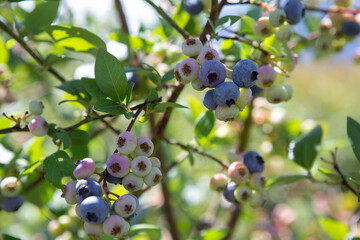 Blueberry field. Fresh organic blueberries on the bush. Fresh berries on the branch on a blueberry field farm. Great bilberry. Bog whortleberry