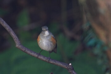 red flanked blue tail on a perch