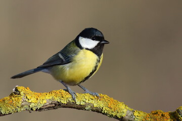 Great tit