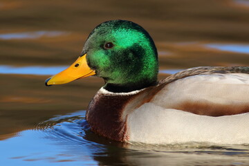 Mallard