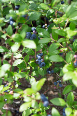 Blueberry field. Fresh organic blueberries on the bush. Fresh berries on the branch on a blueberry field farm. Great bilberry. Bog whortleberry