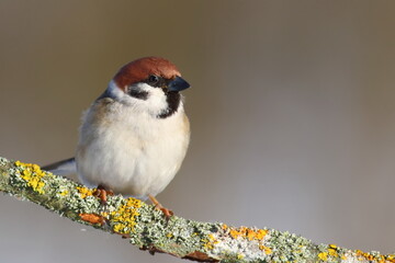Tree sparrow