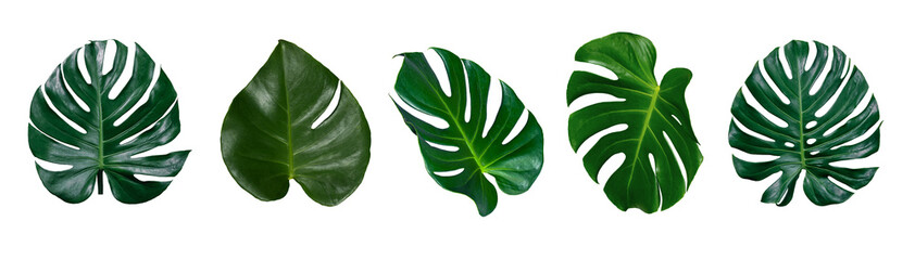 Monstera leaves leaves with Isolate Leaves on transparent background PNG file  © eakarat