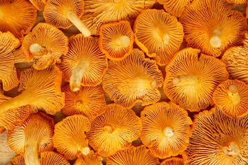 Freshly picked yellow chanterelle mushroom. Chanterelle or girolle mushrooms. Close-up of Fresh edible mushrooms. Forest mushrooms.