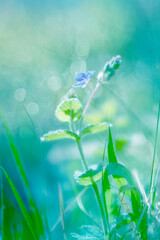 Niebieskie polne kwiaty na słonecznej łące. Przetacznik polny (Veronica arvensis L.)