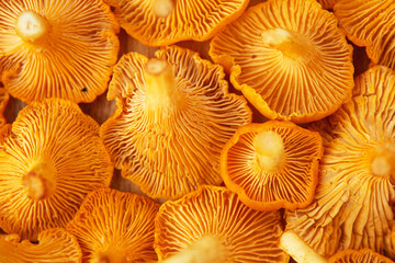 Freshly picked yellow chanterelle mushroom. Chanterelle or girolle mushrooms. Close-up of Fresh edible mushrooms. Forest mushrooms.