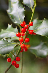 Christmas Holly red berries, Ilex aquifolium plant. Holly green foliage with mature red berries. Ilex aquifolium or Christmas holly. Green leaves and red berry Christmas holly, close up
