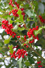 Christmas Holly red berries, Ilex aquifolium plant. Holly green foliage with mature red berries. Ilex aquifolium or Christmas holly. Green leaves and red berry Christmas holly, close up