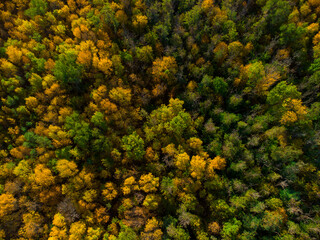 Naklejka premium background of yellow and green trees viewed from above