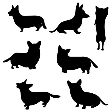 Pembroke Welsh Corgi Vector Silhouettes with Various Positions on White Background. Short legged dog.