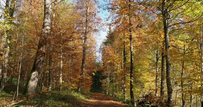 Hiking trail in a forest in Margrave's Land (Markgr&auml;flerland) covered of dead leaves, lined with beeches and evergreens with beautiful colored fall foliage