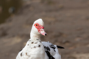 A duck on a lake.A portrait of a white duck living in a city pond.