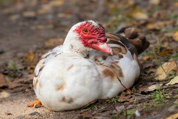 Duck in the city park.A large white duck rests after eating on the shore of the lake.
