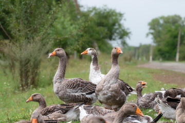 Gray beautiful geese in a pasture in the countryside walk on the green grass. Livestock farm birds. Animal breeding.