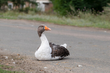Close up grey domestic goose.A big goose lies on the side of a rural road.