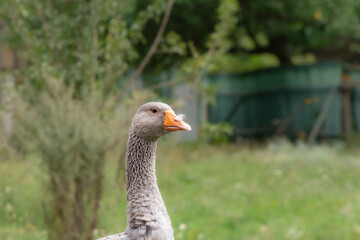 Domestic goose portrait, that are kept by humans as poultry for their meat, eggs and down feathers since ancient times.