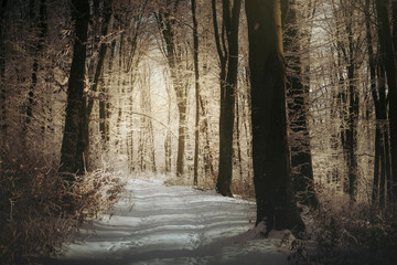 morning light on snowy path in winter forest - Powered by Adobe