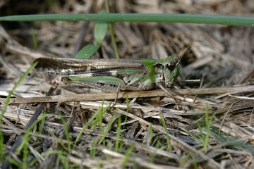 Band-winged grasshopper (Aiolopus puissanti) on the ground