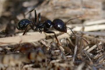 Harvester (Messor barbarus) on the ground