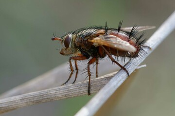 Fly (Tachina fera) on a plant