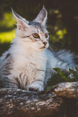 Junge Katze im Garten