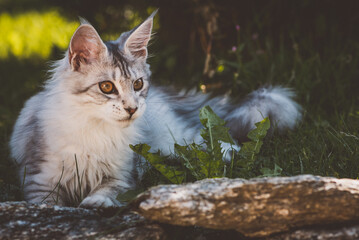 Junge Katze im Garten