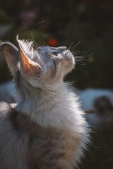 Aufmerksame Katze
