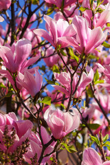 pink magnolia blossom closeup. spring nature background