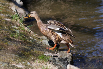 Stockente Weibchen an der Spree