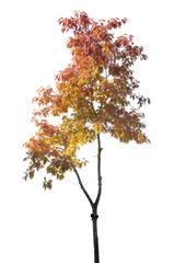 Autumn leaves, an oak tree trunk, transparent backdrop for you