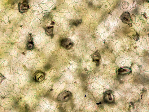 Suculent Echeveria leaf under the microscope showing stomata - optical microscope x200 magnification