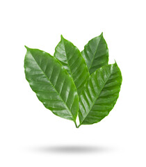 coffee leaves isolated on transparent png