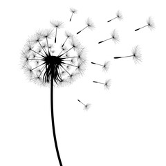 Vector illustration dandelion time. Black Dandelion seeds blowing in the wind. The wind inflates a dandelion isolated on white background.