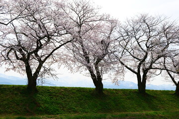 Fototapeta na wymiar 春の四重奏として知られる舟川べり桜並木。朝日、富山、日本。4月中旬。