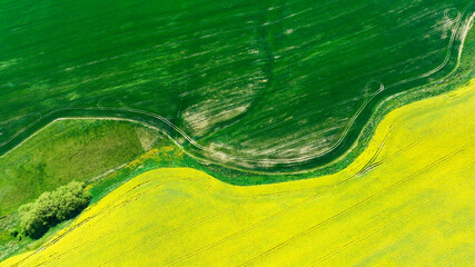 The green  texture rice of barley as yellow of canola field background