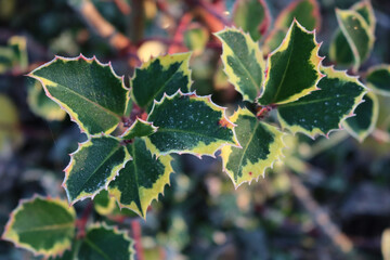 Close-up of Ilex aquifolium. Holly bush with green and yellow leaves covered with frost on winter