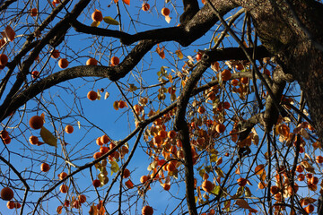 Old Persimmon tree with many orange ripe, fruits against blue sky. Diospyros kaki tree on winter season