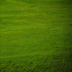 green grass background