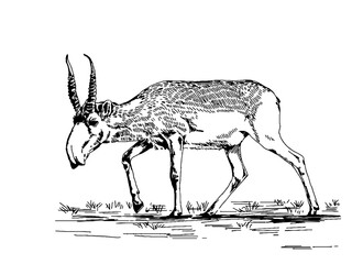 Hand drawn saiga antelope on white background sketch. Vector illustration. - obrazy, fototapety, plakaty