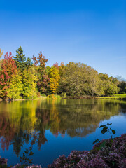 Fototapeta na wymiar Colorful autumn landscape reflected in the lake. Ataturk Arboretum, Sariyer, Istanbul, Turkey.