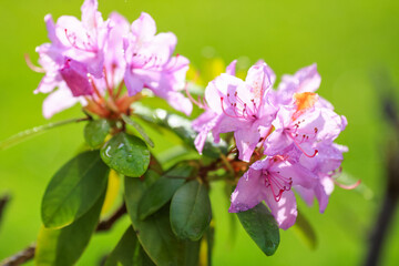 Fototapeta premium Purple blooming rhododendron
