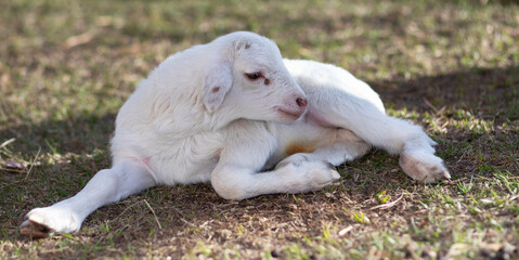 White Katahdin sheep lamb resting on a field