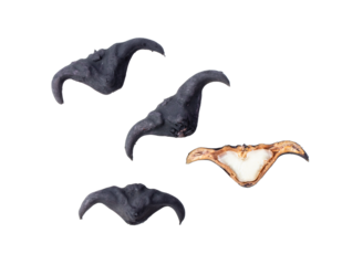Water caltrop or horn chestnut or water chestnut isolated on transparent png