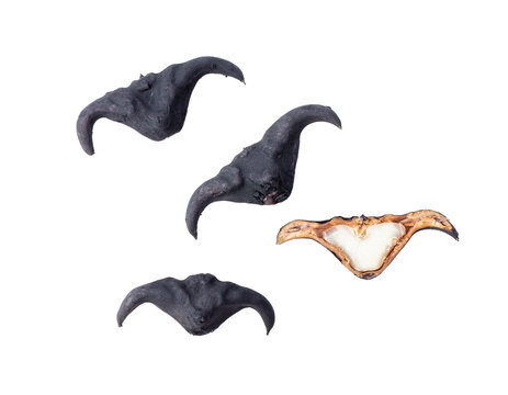 Water caltrop or horn chestnut or water chestnut isolated on transparent png