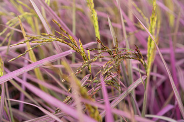 Black rice or rice berry in organic rice fields.