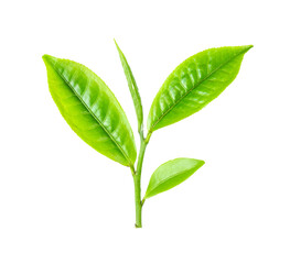 Green tea leaf isolated on transparent png