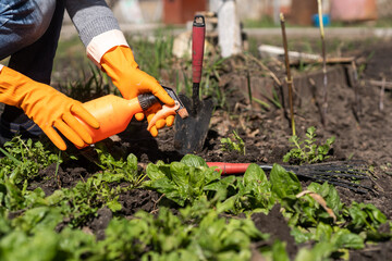 Picking spinach in a home garden. Bio spanach