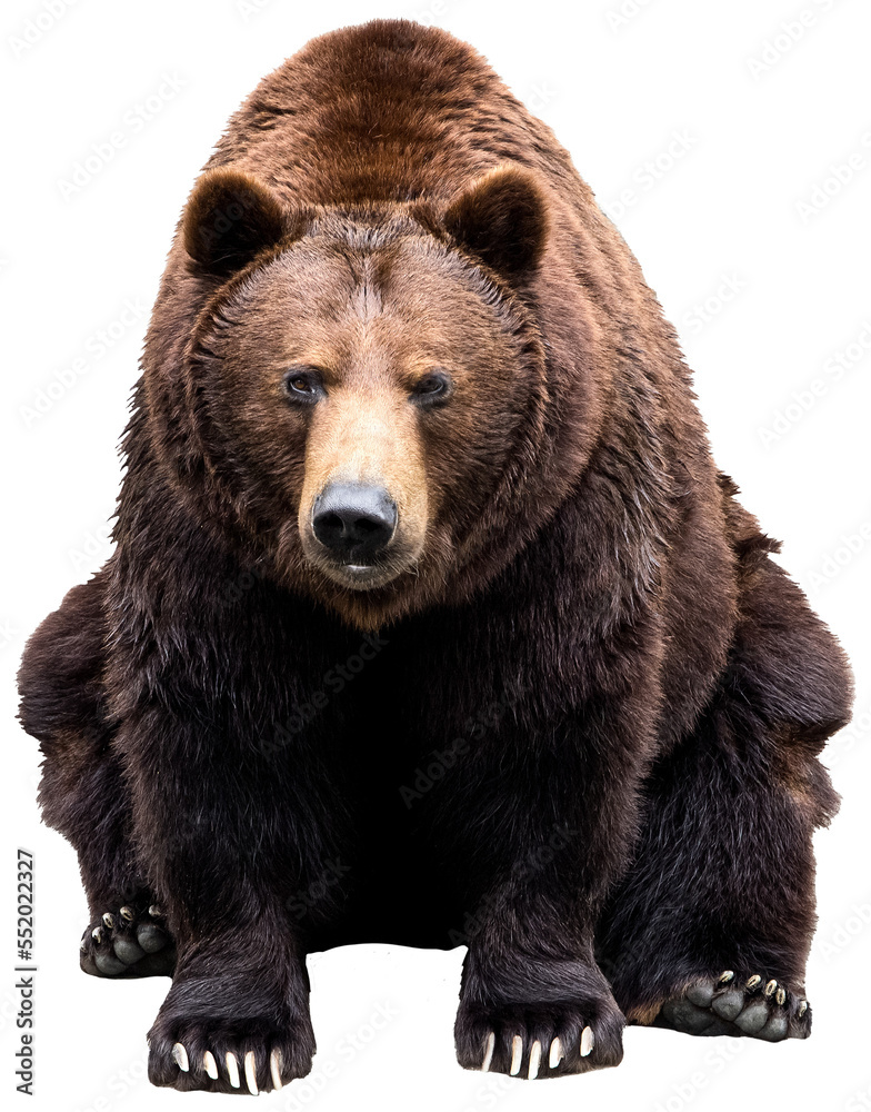 Wall mural brown bear sitting and looking straight